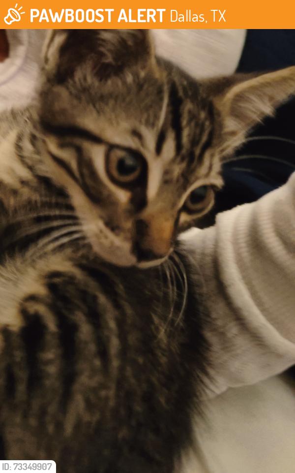 Found/Stray Male Cat last seen The Village Chase, Dallas, TX 75206