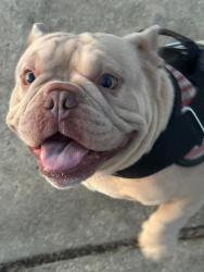 Reunited Male Dog last seen Autumn Woods Subdivisio, Warner Robins, GA 31088