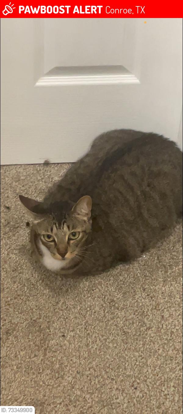 Lost Male Cat last seen Near Ryan Guinn way, Conroe, TX 77303