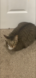 Lost Male Cat last seen Near Ryan Guinn way, Conroe, TX 77303