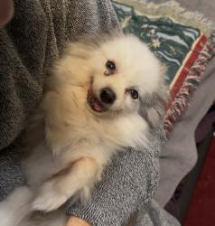 Lost Female Dog last seen Deer hollow and antelope, Mesquite, TX 75181
