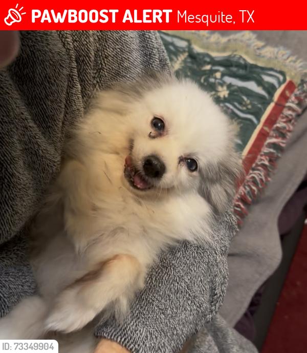 Lost Female Dog last seen Deer hollow and antelope, Mesquite, TX 75181