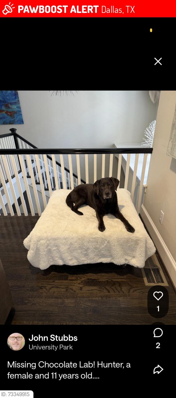 Lost Female Dog last seen By Curtis park, Dallas, TX 75205