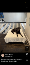 Lost Female Dog last seen By Curtis park, Dallas, TX 75205