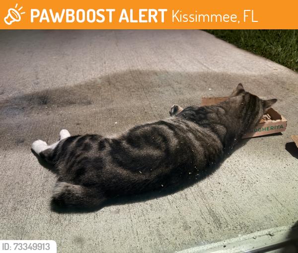 Found/Stray Male Cat last seen Knightsbridge Community, Kissimmee, FL 34746