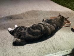Found/Stray Male Cat last seen Knightsbridge Community, Kissimmee, FL 34746