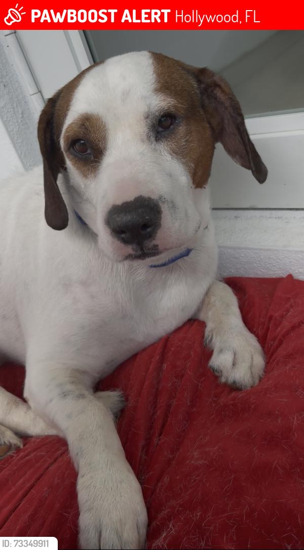 Lost Male Dog last seen Taylor street Hollywood,FL, Hollywood, FL 33021