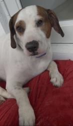 Lost Male Dog last seen Taylor street Hollywood,FL, Hollywood, FL 33021