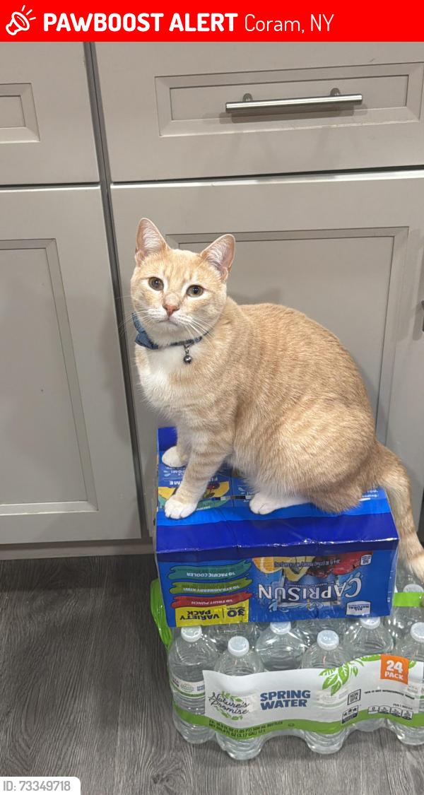 Lost Male Cat last seen Route 112 Coram, Coram, NY 11727