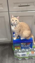 Lost Male Cat last seen Route 112 Coram, Coram, NY 11727