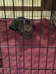 Reunited Unknown Cat last seen Peppertree and Rigsby, Plano, TX 75074