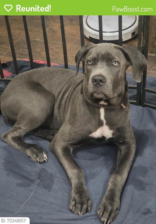 Reunited Female Dog last seen Montana and Edgemere, El Paso, TX 79936