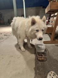 Found/Stray Male Dog last seen 136th and Main street, West Rancho Dominguez, CA 90061