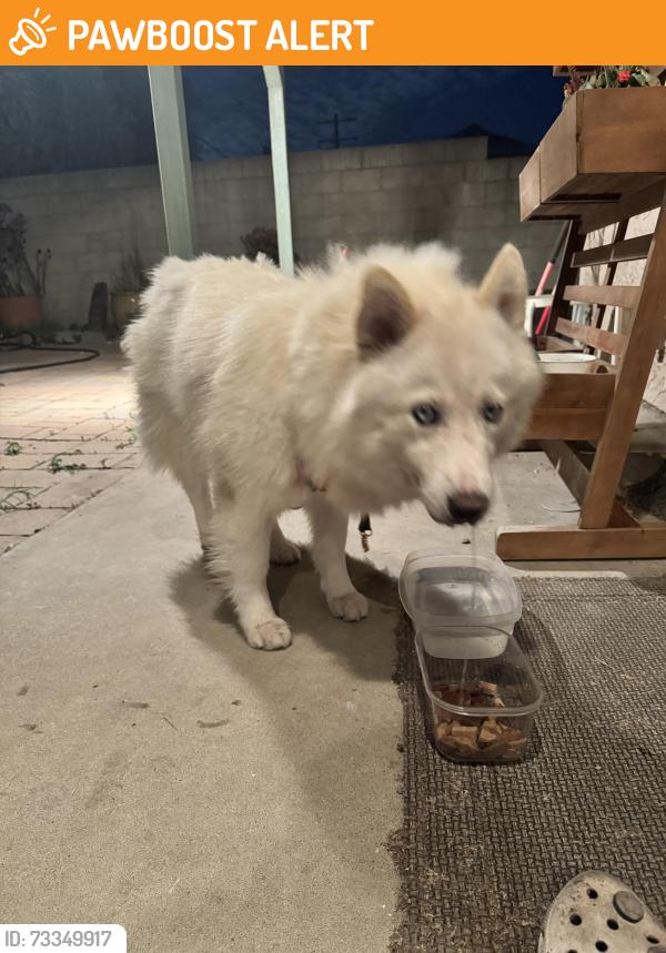 Found/Stray Male Dog last seen 136th and Main street, West Rancho Dominguez, CA 90061