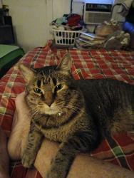 Reunited Male Cat last seen Coal and Arno, Albuquerque, NM 87102
