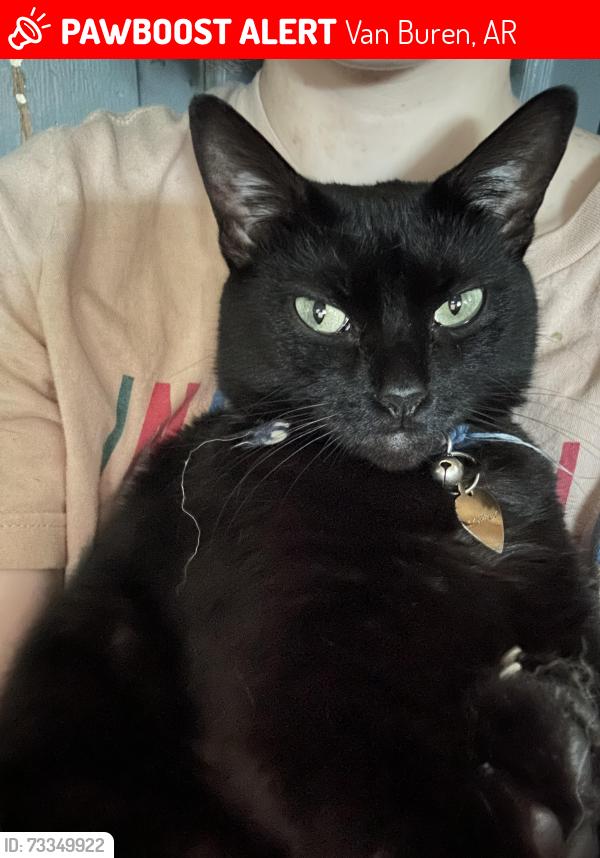 Lost Female Cat last seen Amble On Lane, Van Buren, AR 72956