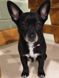 Reunited Female Dog last seen La Luz Ave and Boone St El Paso, TX 79903, El Paso, TX 79903