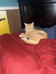 Reunited Male Cat last seen Tyrone street, Los Angeles, CA 91402
