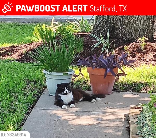 Lost Male Cat last seen South Marathon Way, Avenue E, Promenade Blvd., Stafford, TX 77477