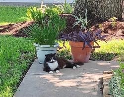 Lost Male Cat last seen South Marathon Way, Avenue E, Promenade Blvd., Stafford, TX 77477