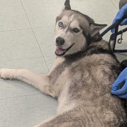 Shelter Stray Female Dog last seen , Animal Care & Control Team of Philly, 111 W Hunting Park Ave, Philadelphia, PA 19140, USA