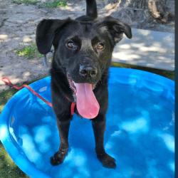 Shelter Stray Male Dog last seen , 8020 Washington St, Port Richey, FL 34668, USA