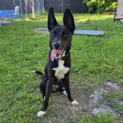 Shelter Stray Male Dog last seen , 8020 Washington St, Port Richey, FL 34668, USA
