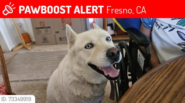 Lost Female Dog last seen Cedar, Fresno, CA 93706