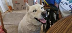 Lost Female Dog last seen Cedar, Fresno, CA 93706