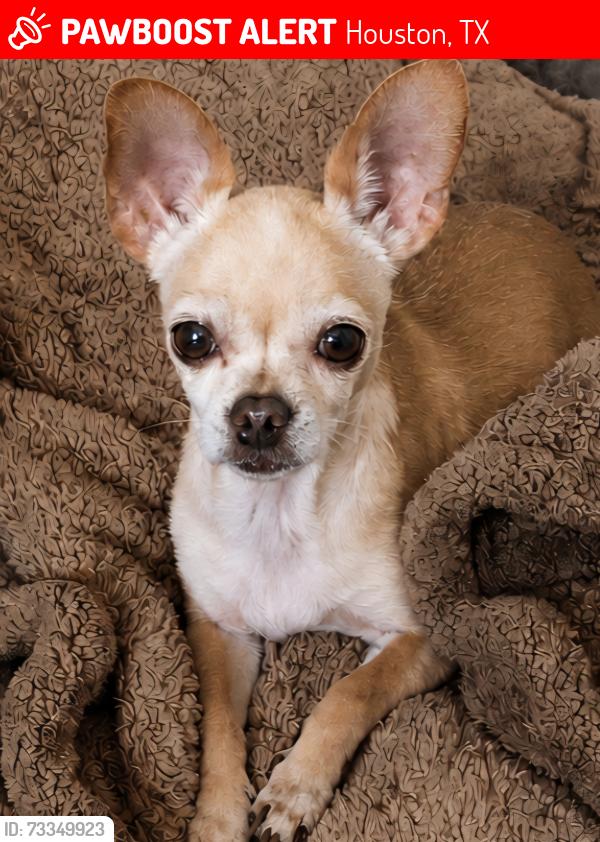 Lost Female Dog last seen Barca st and Dunvengan Way, Houston, TX 77013