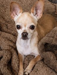 Lost Female Dog last seen Barca st and Dunvengan Way, Houston, TX 77013