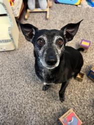 Reunited Male Dog last seen N Rutherford and Gold Valley, Murfreesboro, TN 37130