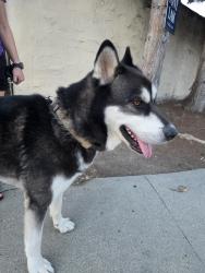 Reunited Male Dog last seen Independence High School, San Jose, CA 95133