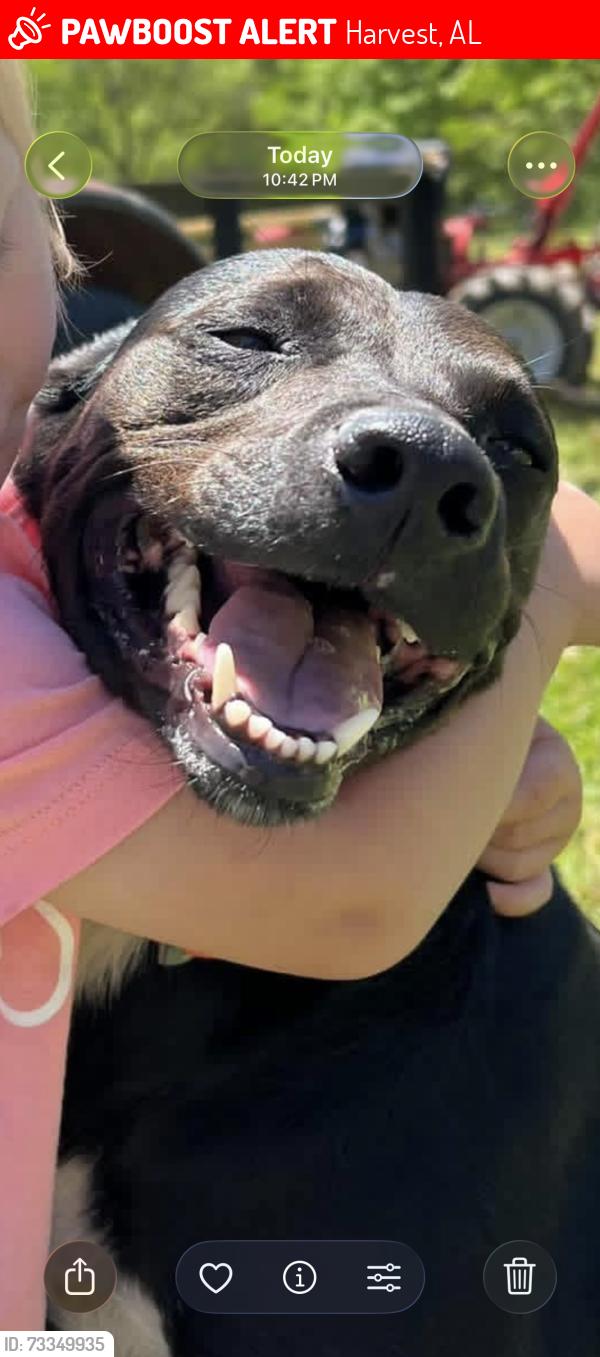 Lost Female Dog last seen Alt Harvest Rd, Harvest, AL 35749