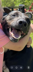 Lost Female Dog last seen Alt Harvest Rd, Harvest, AL 35749