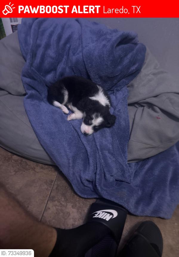 Lost Male Dog last seen North Ejido Avenue, Laredo, TX 78043