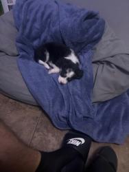 Lost Male Dog last seen North Ejido Avenue, Laredo, TX 78043