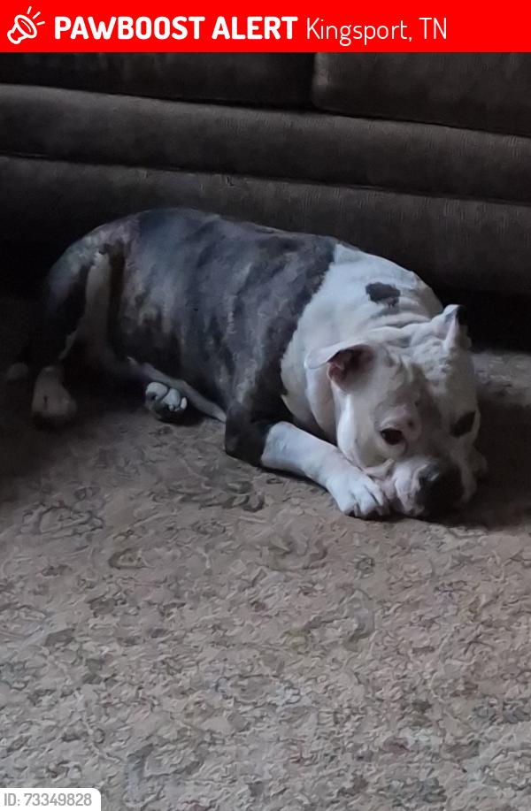 Deceased Male Dog last seen Bloomingdale Pike, Kingsport, TN 37660