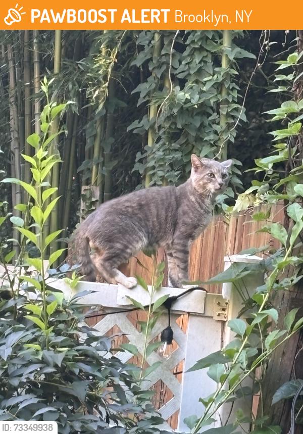 Found/Stray Male Cat last seen Lewis and Hancock, Brooklyn, NY 11233