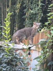 Found/Stray Male Cat last seen Lewis and Hancock, Brooklyn, NY 11233
