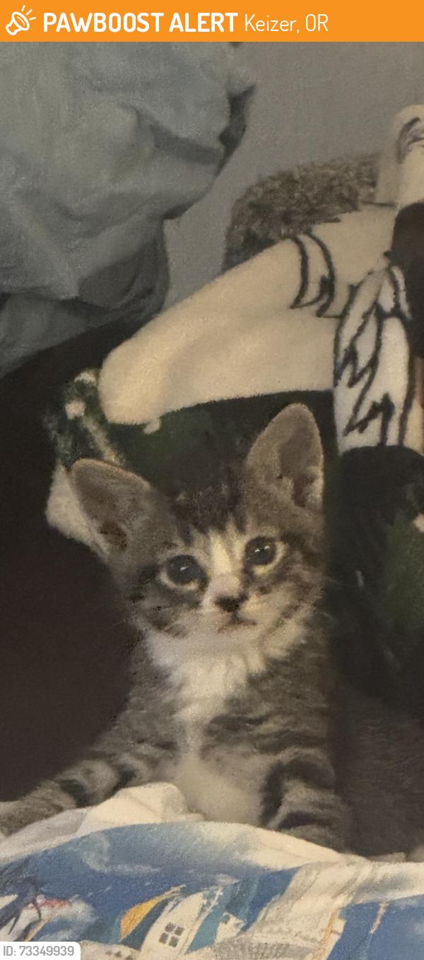 Found/Stray Male Cat last seen McNary Heights and Wheatland RF, Keizer, OR 97303