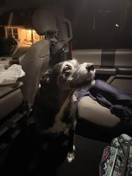 Reunited Female Dog last seen Hoffmans Ice Cream in Pacific, MO, Pacific, MO 63069