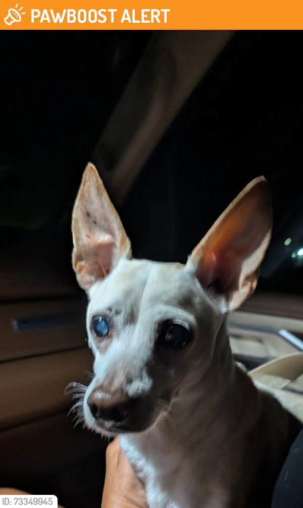 Found/Stray Male Dog last seen Nelsons liquor store, Escambia County, FL 32507