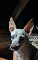 Found/Stray Male Dog last seen Nelsons liquor store, Escambia County, FL 32507