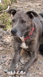 Lost Female Dog last seen Texas and Zuni, Albuquerque, NM 87108