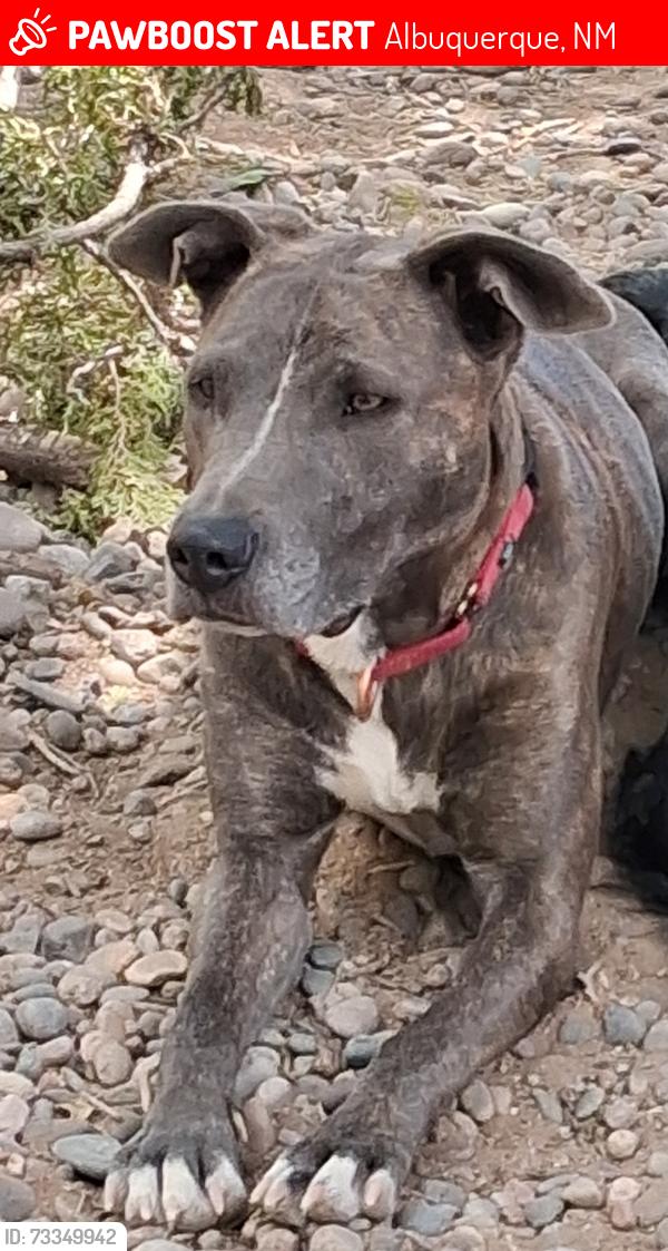 Lost Female Dog last seen Texas and Zuni, Albuquerque, NM 87108