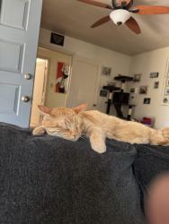 Reunited Male Cat last seen Victor Ave or San Tomas Aquino, Campbell, CA 95008