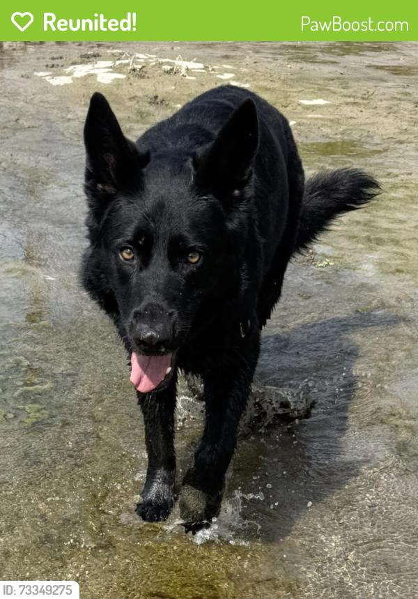 Reunited Male Dog last seen Near mountain view lutheran church and sacajawea elementary school, Great Falls, MT 59404