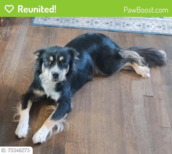 Reunited Male Dog last seen 34th St & Indiana, Lubbock, TX 79410