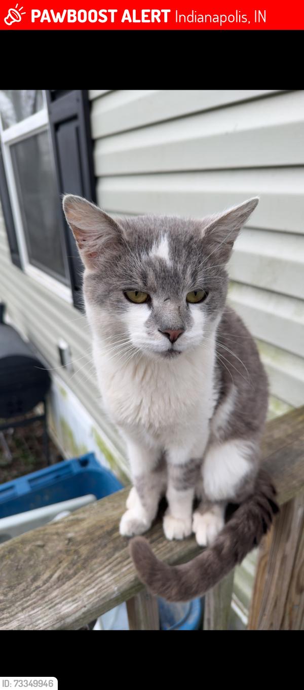 Lost Male Cat last seen Union Street & Meridian Street, Indianapolis, IN 46225